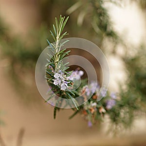 Rosemary flower