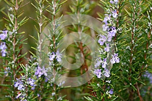 Rosemary with flower