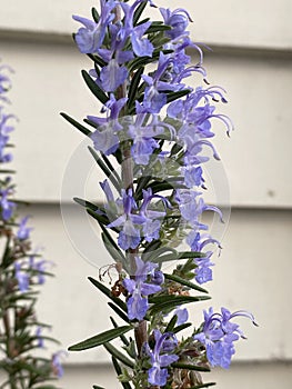 Rosemary flower Photo