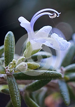 Rosemary flower with stamen, pollen and spider webs