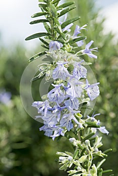 Rosemary flowering in spring. Rosemary green needles and blue blossoms