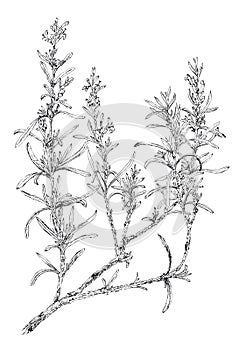 Rosemary flowering twig Salvia rosmarinus botanical drawing photo