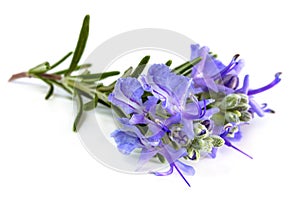 Rosemary with flowers isolated on white