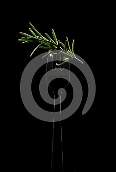 Rosemary on a fork. Black background