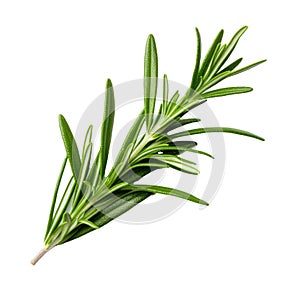 Rosemary fresh herb leaves isolated on white trnsparen