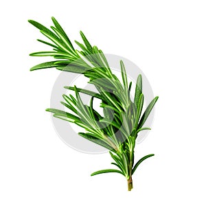 Rosemary fresh herb leaves isolated on white trnsparen