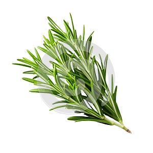 Rosemary fresh herb leaves isolated on white trnsparen