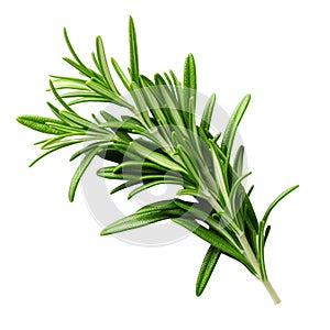 Rosemary fresh herb leaves isolated on white trnsparen