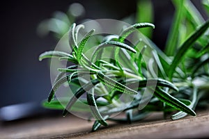 Rosemary. Fresh rosemary herbs. Scissors cut herbs fresh rosemary. Organic aromatic herbs