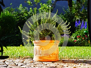 Rosemary in front of lawn and flower bed photo