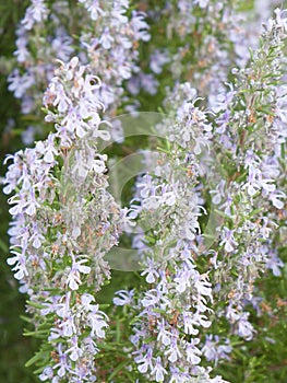 Rosemary in full blossom