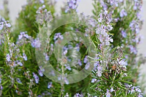 Rosemary in full blossom