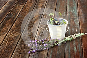 Rosemary and geranium plant on wooden table