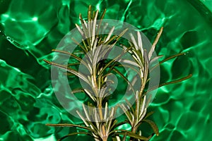 rosemary in green emerald vibrant water, cheerful summer colors, holiday time, elegant style
