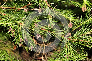 Rosemary grevillea, Grevillea rosmarinifolia