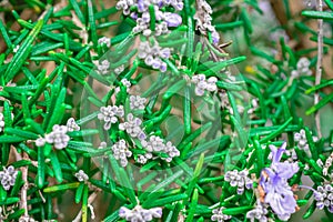 Rosemary growing in garden