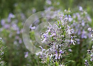 Rosemary growing in a herb garden, blooming. Blurred background.