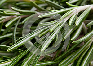 Rosemary herb background