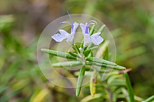 Rosemary herb photo