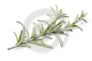 rosemary herb closeup on white background