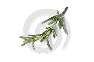 rosemary herb closeup on white background