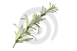 rosemary herb closeup on white background