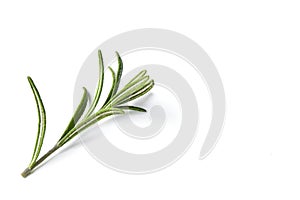 rosemary herb closeup on white background