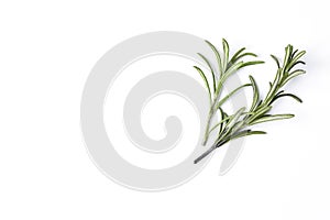 rosemary herb closeup on white background