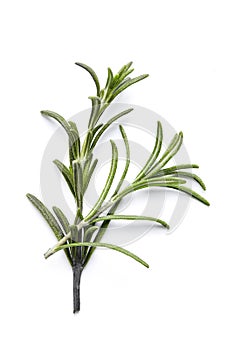 rosemary herb closeup on white background