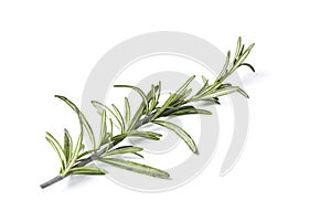 rosemary herb closeup on white background