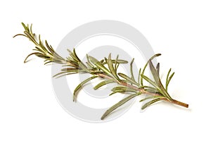 rosemary herb closeup on white background