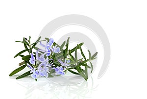Rosemary Herb in Flower
