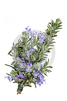 Rosemary Herb Flower