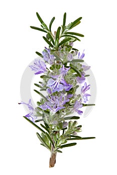 Rosemary Herb Flowers