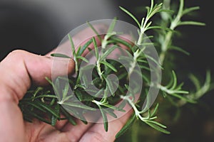 Rosemary herb, fresh rosemary on hand and natute garden background