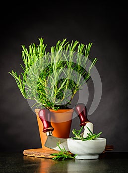 Rosemary Herb with Mezzaluna and Pestle and Mortar photo