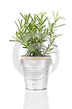 Rosemary herb plant growing in a distressed pewter pot