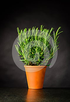 Rosemary Herb Plant Growing in Pot