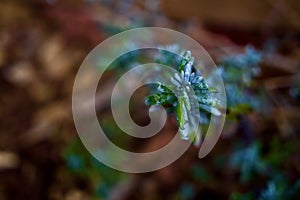 Rosemary Herb Plant Leaves