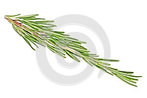 Rosemary herb spice, white background