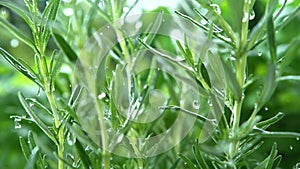 Rosemary Herb Watered with Rain in Macro and Slow Motion 1000fps