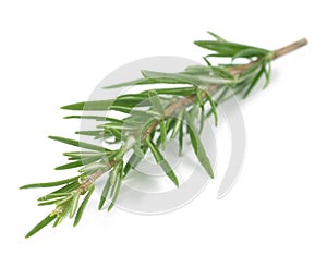 Rosemary isolated