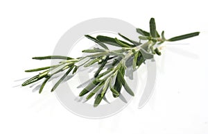 Rosemary isolated on white