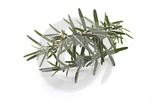 Rosemary isolated on white
