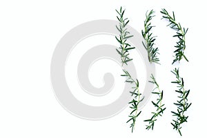 Rosemary isolated on white background.
