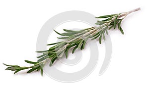 Rosemary isolated on white.