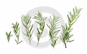 Rosemary isolated on white background,Top view