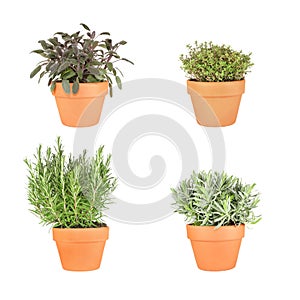 Rosemary, Lavender, Sage and Thyme