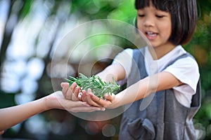 Rosemary leaf in kid hand