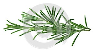 Rosemary leaves isolated on white background